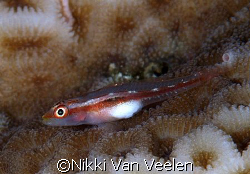 Goby taken at Sharksbay with E300 and 105mm lens. by Nikki Van Veelen 